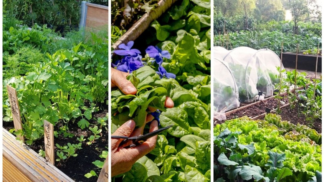 How To Prepare Your Garden Beds for Late-Season Planting