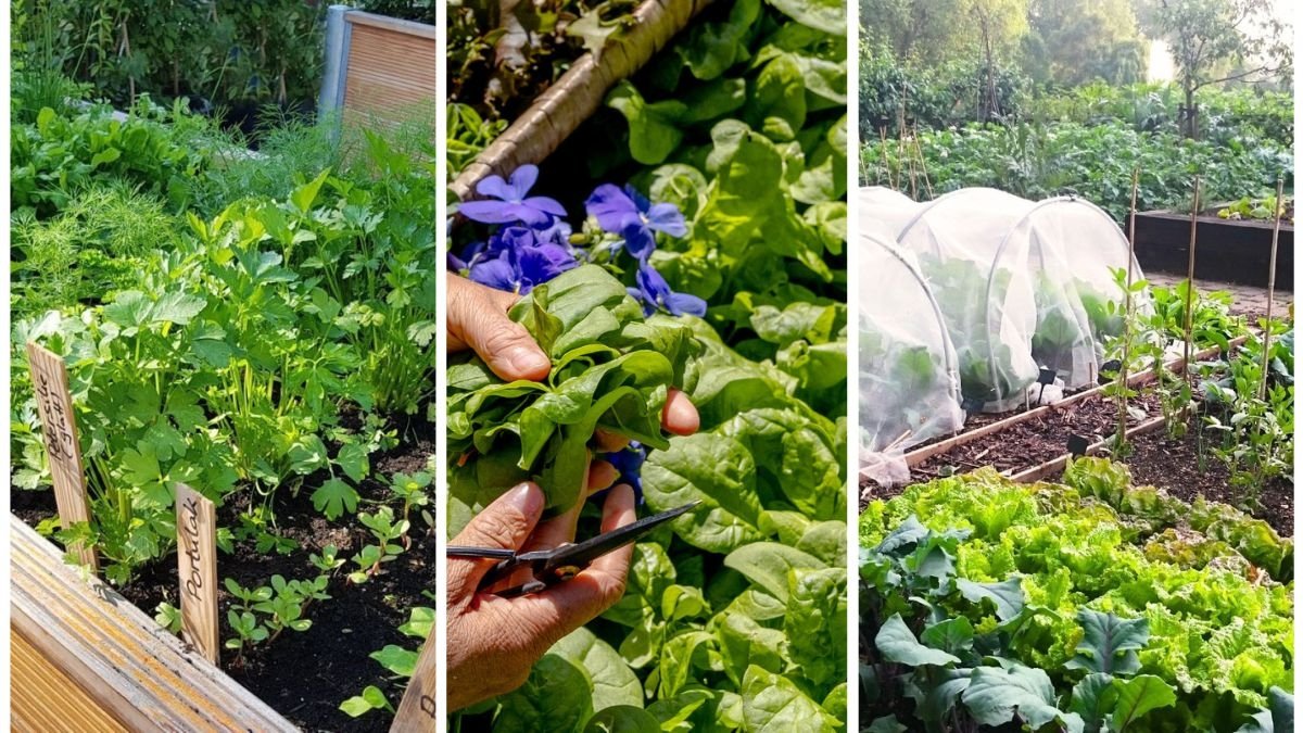How To Prepare Your Garden Beds for Late-Season Planting