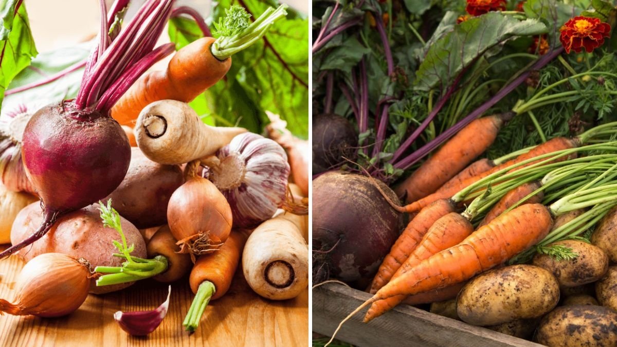 How To Harvest Root Vegetables Properly