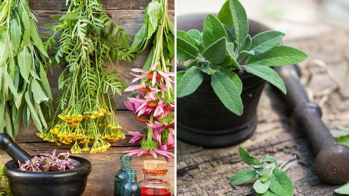5 Herbs That Store Well Through Winter
