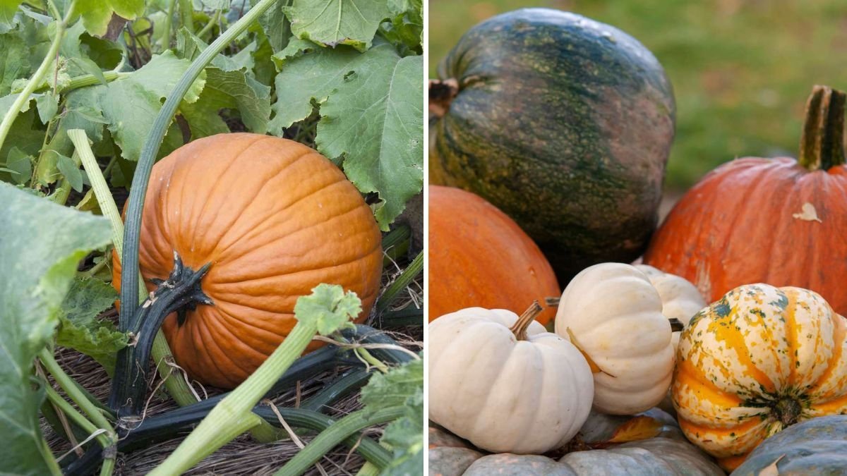 When To Pick Pumpkins for Long-Term Storage