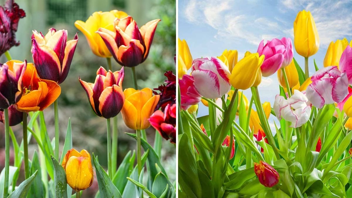 The Best Time to Plant Tulips for a Stunning Spring Display