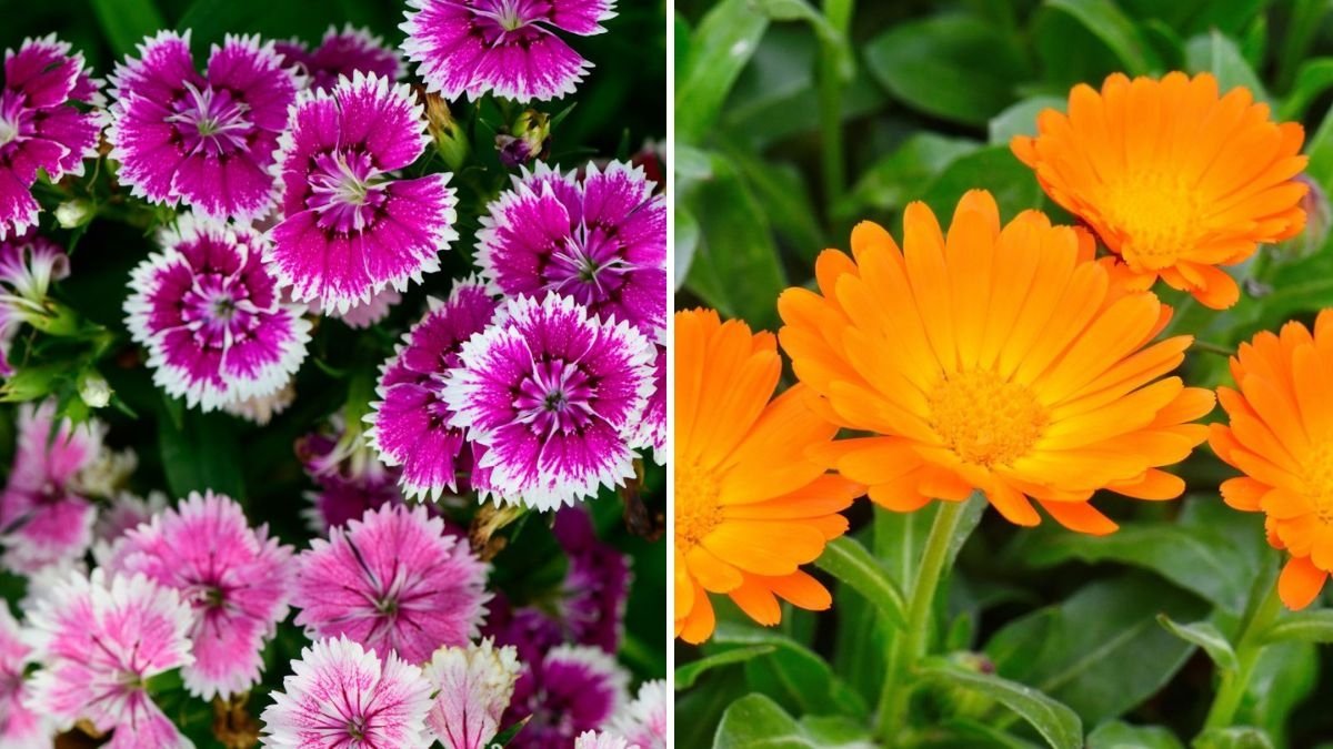 5 Hardy Flowers That Survive the First Frost