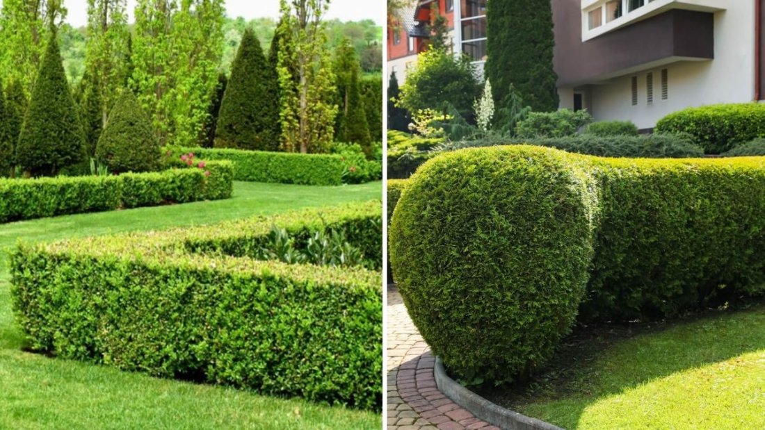 5 Evergreen Shrubs That Keep Your Garden Vibrant Year-Round