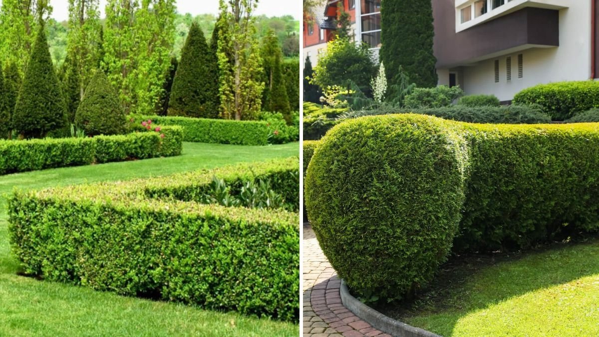 5 Evergreen Shrubs That Keep Your Garden Vibrant Year-Round