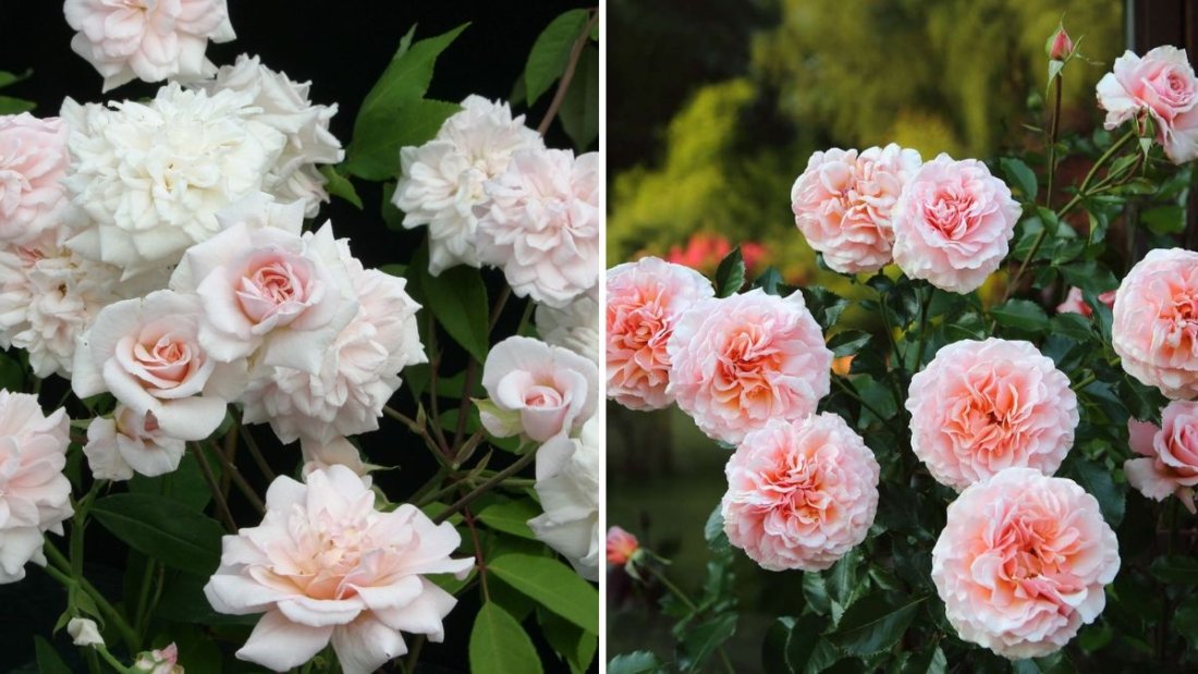 How Often to Fertilize Roses for Bigger, Healthier Blooms