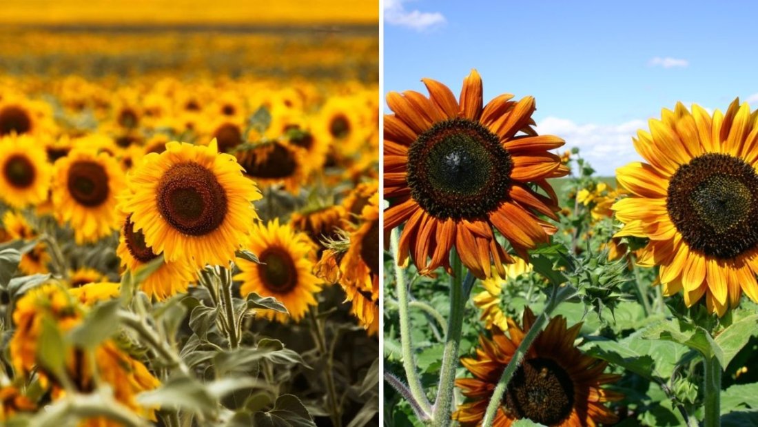 The Secret to Keeping Your Sunflowers Tall and Strong All Season