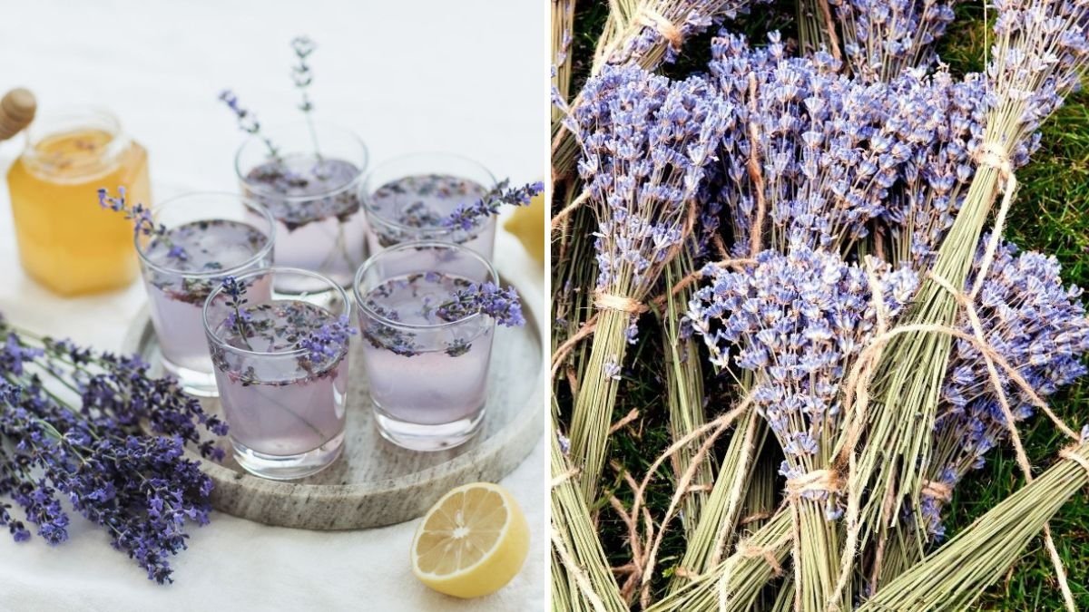 How to Harvest Lavender the Right Way for Oils, Teas, and Crafts