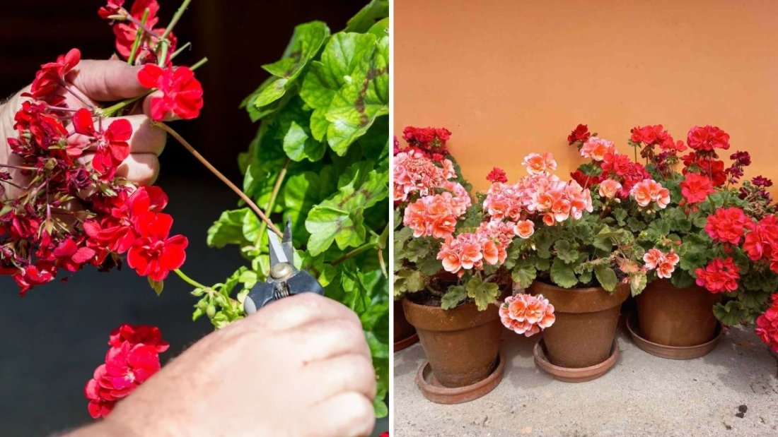 How to Prune Geraniums So They Last Through Fall