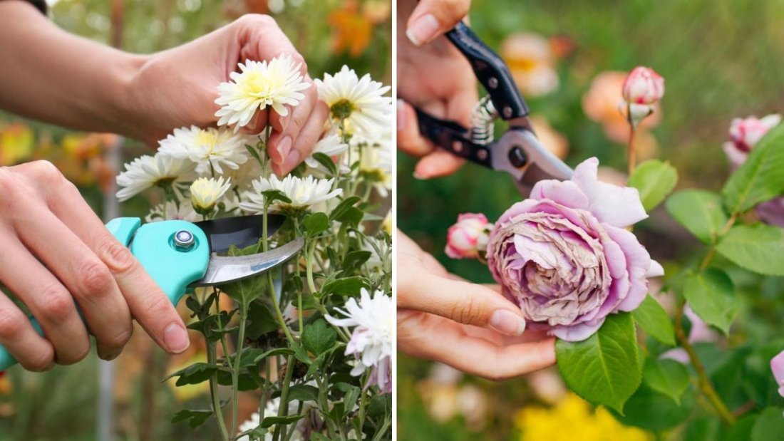 Should You Deadhead Mums? Garden Experts Share the Answer