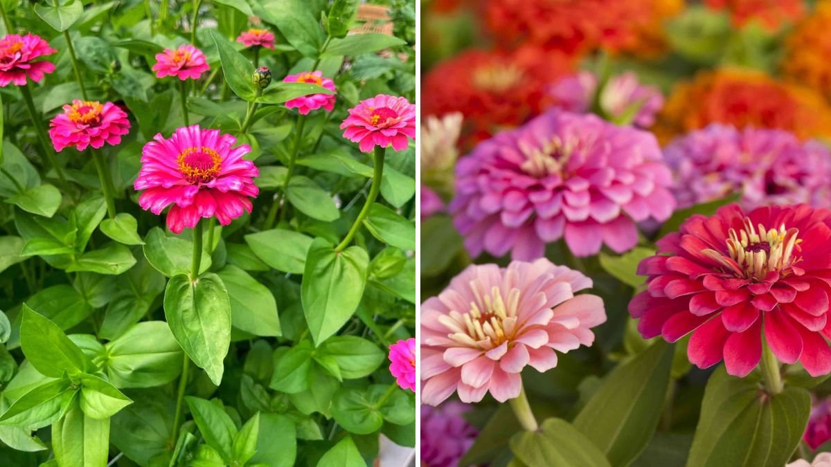 The Best Soil Mix for Zinnias to Keep Them Standing Tall