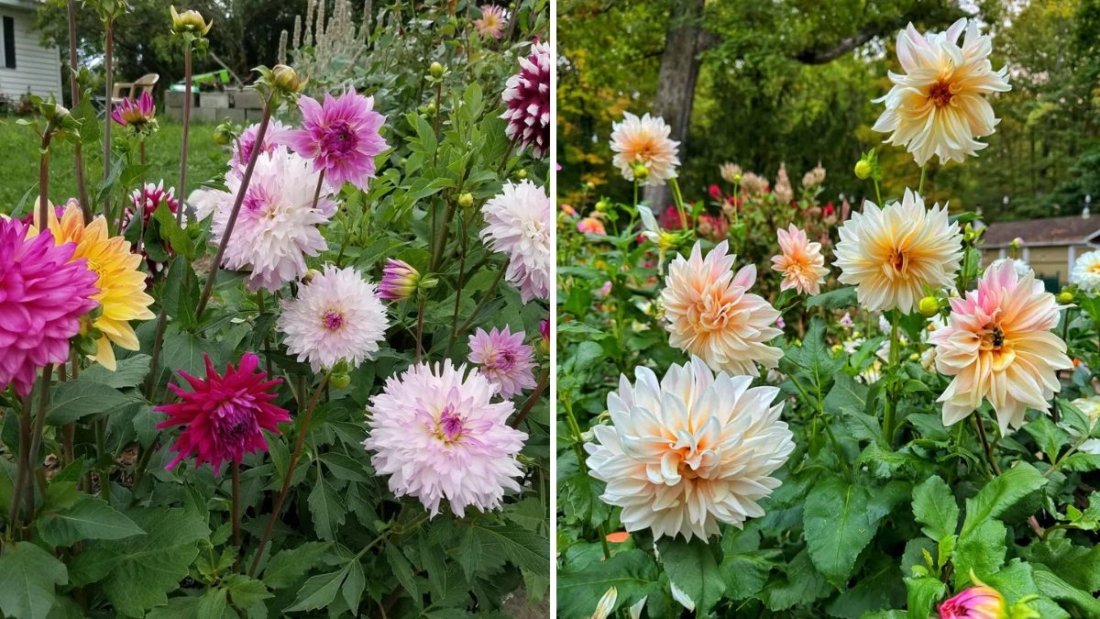 How to Overwinter Dahlias for Showstopping Blooms Next Year