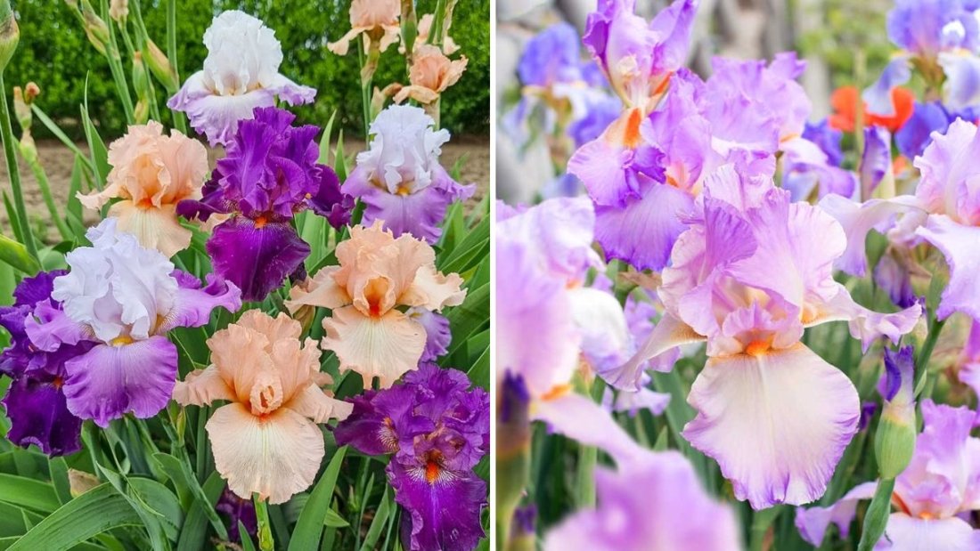 The Right Way to Divide Irises for Healthier Plants
