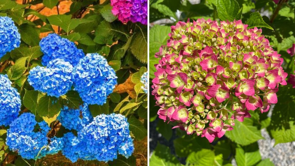 How to Water Hydrangeas During Heat Waves Without Damaging Them