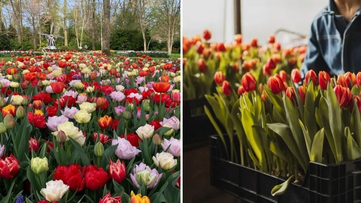 6 Common Mistakes That Are Killing Your Tulips (and How to Fix Them