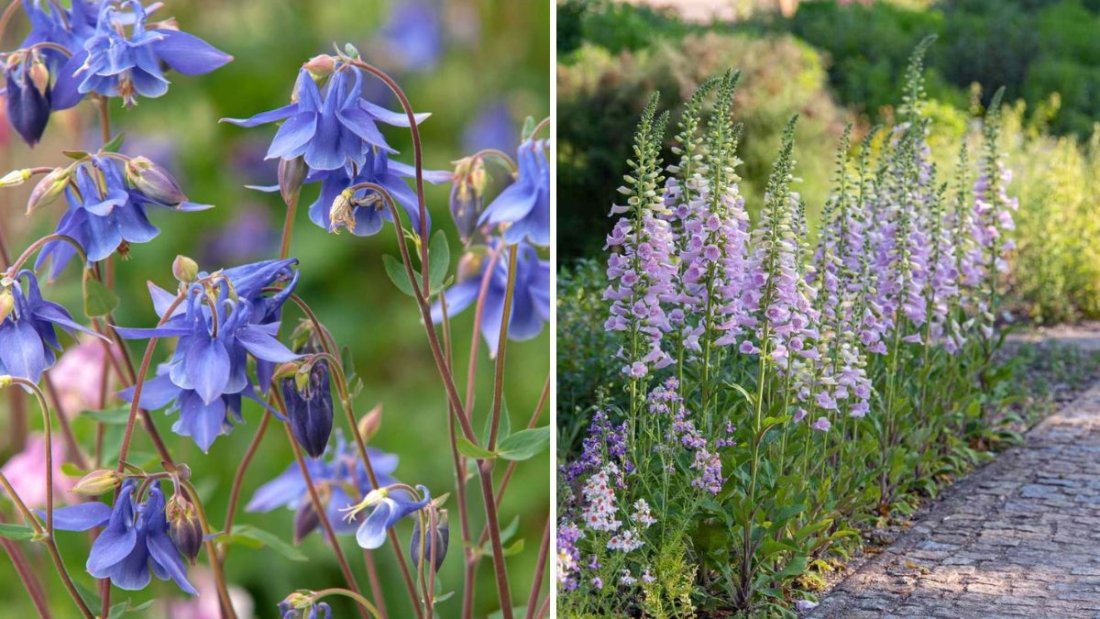 5 Flowers You Should Never Plant in Full Shade