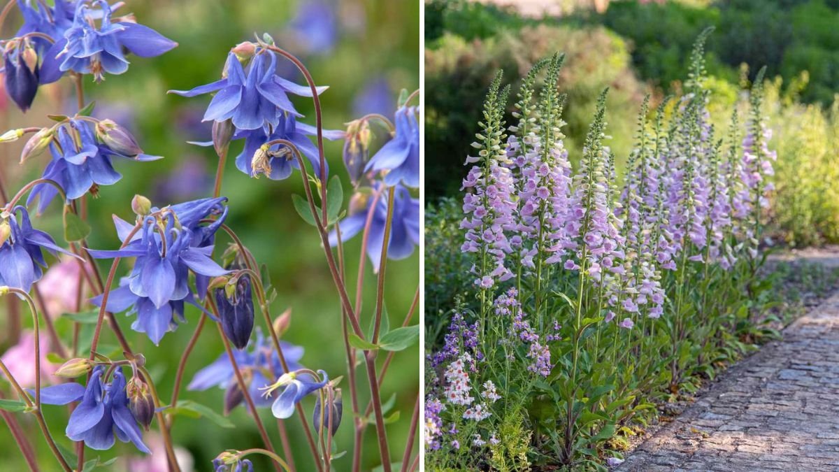 5 Flowers You Should Never Plant in Full Shade