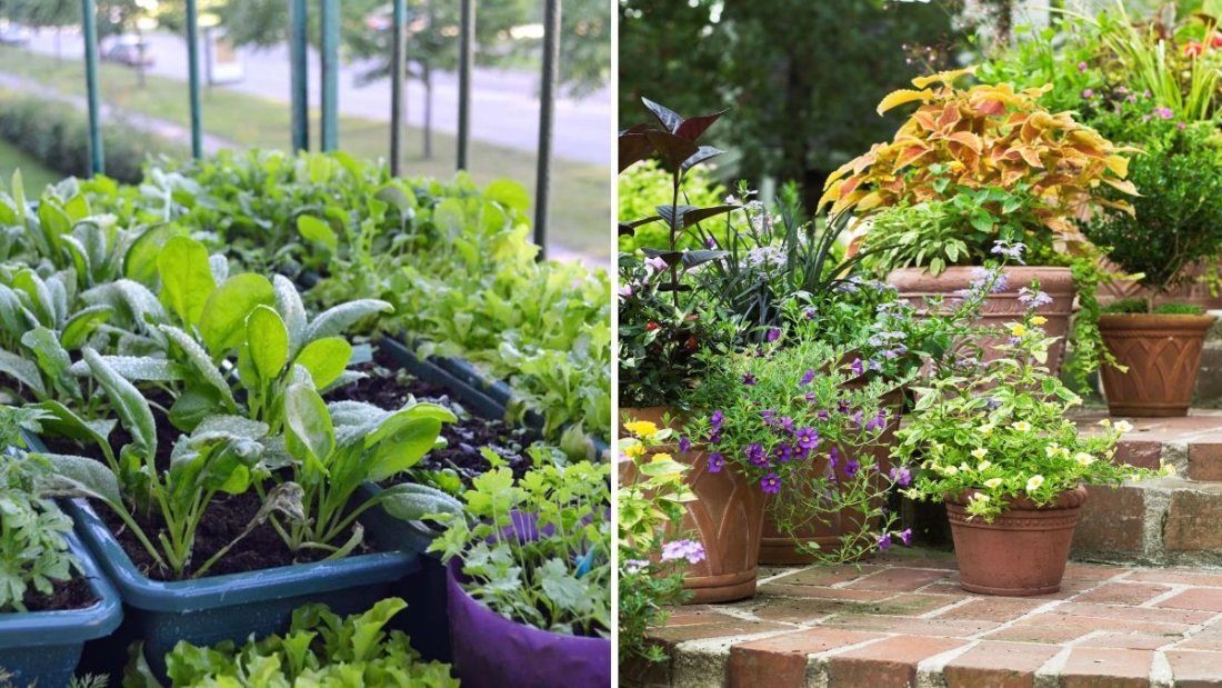 7 Plants You Should Avoid Growing in Containers