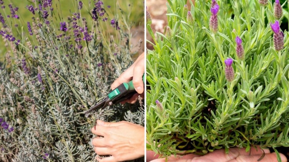The Biggest Mistakes Gardeners Make With Lavender—and How to Fix Them