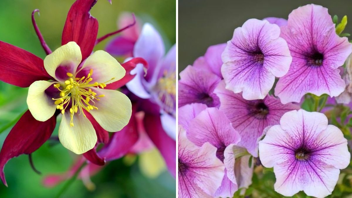 5 Flowers You Should Never Grow Too Close Together