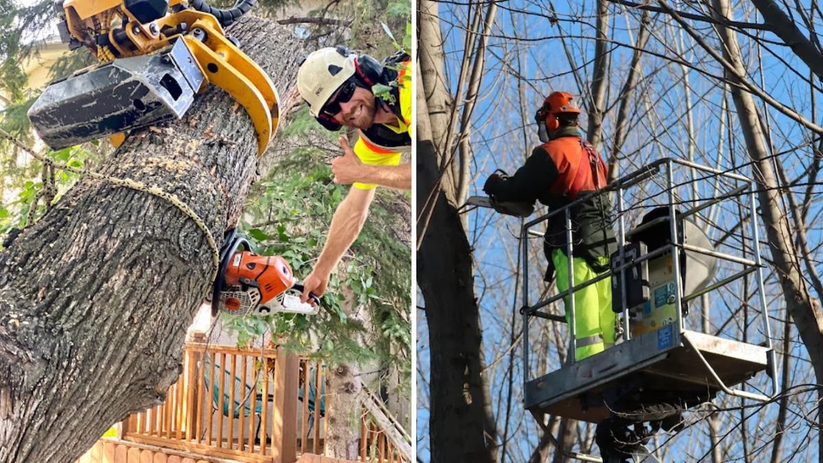 When To Hire a Professional Arborist
