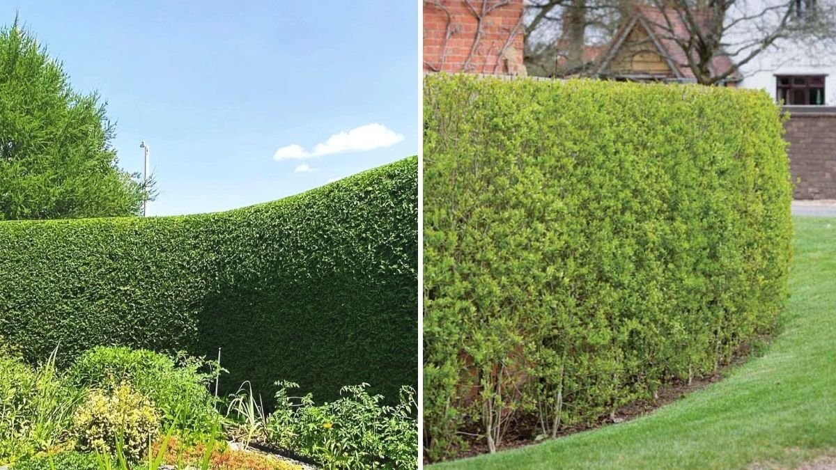 5 Ways To Ask Neighbors to Trim Hedges Politely