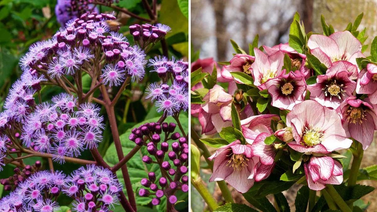 5 Fall Perennials That Will Keep Your Garden Blooming Until Frost
