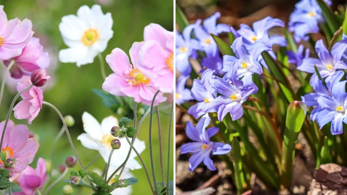The 5 Best Spring Bulbs to Plant in Fall for Early Blooms Next Year