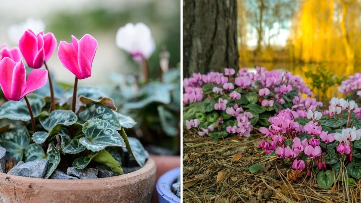 6 Winter Plants That Thrive in Containers for Seasonal Color