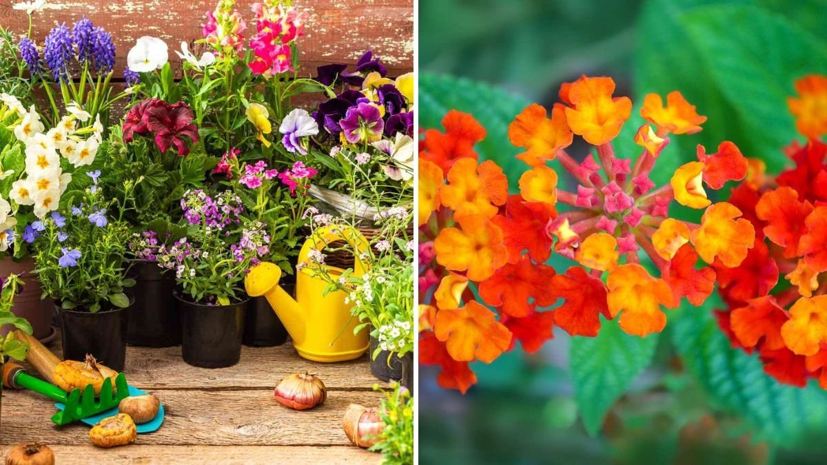 5 Easy-Care Annuals That Bloom From Spring Until Autumn