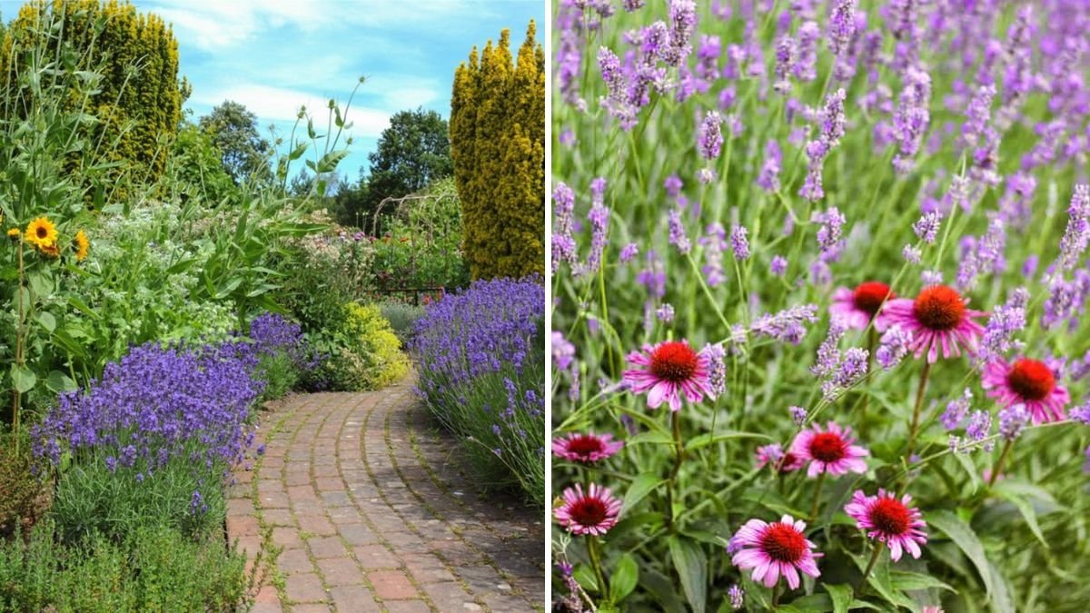 5 Plants You Should Always Grow Next to Lavender