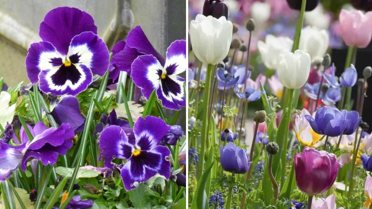 5 Flowers That Make Perfect Companions for Tulips