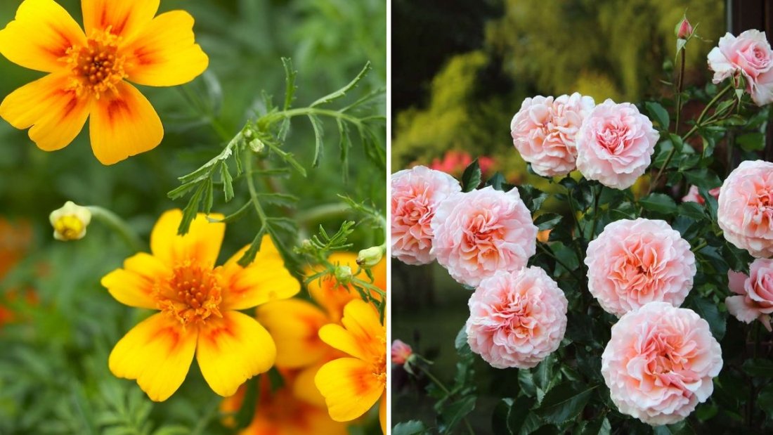 7 Plants That Protect Roses From Pests Naturally