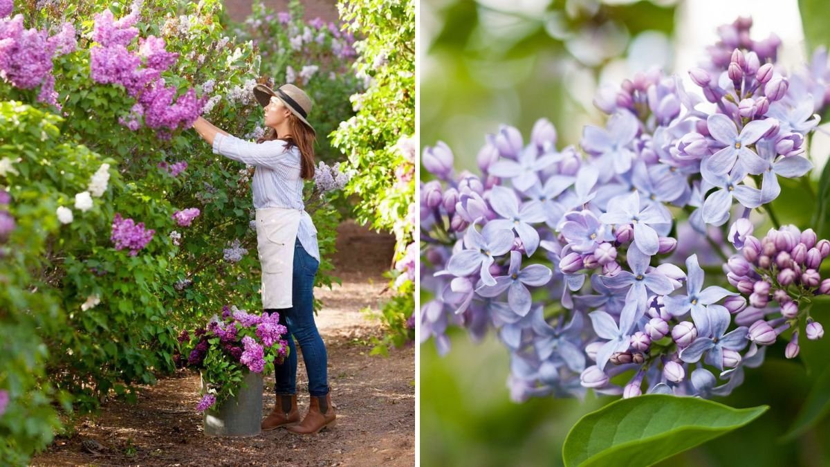 6 Flowers That Pair Beautifully With Lilacs for a Colorful Garden