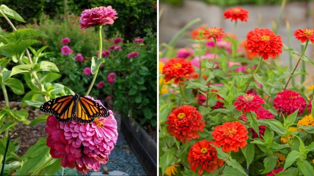 10 Pollinator-Friendly Plants to Grow Next to Your Zinnias