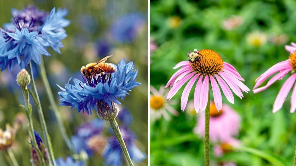 7 Flowers That Attract Bees and Boost Your Garden’s Harvest