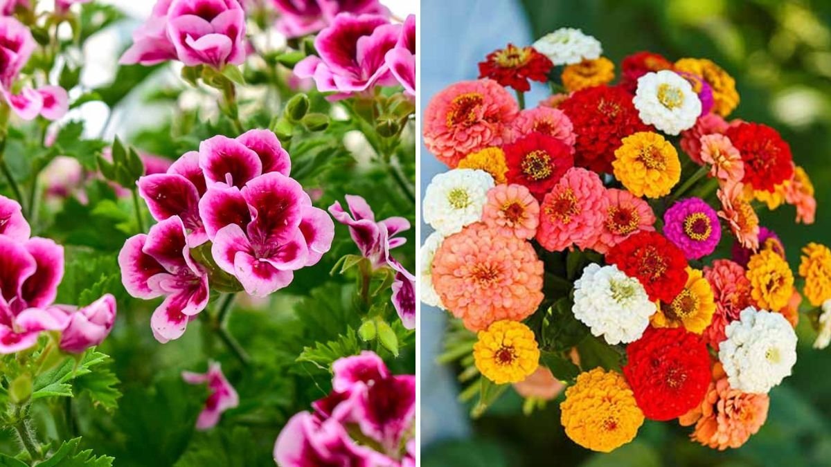The Best Companion Plants for Dahlias, According to Experts
