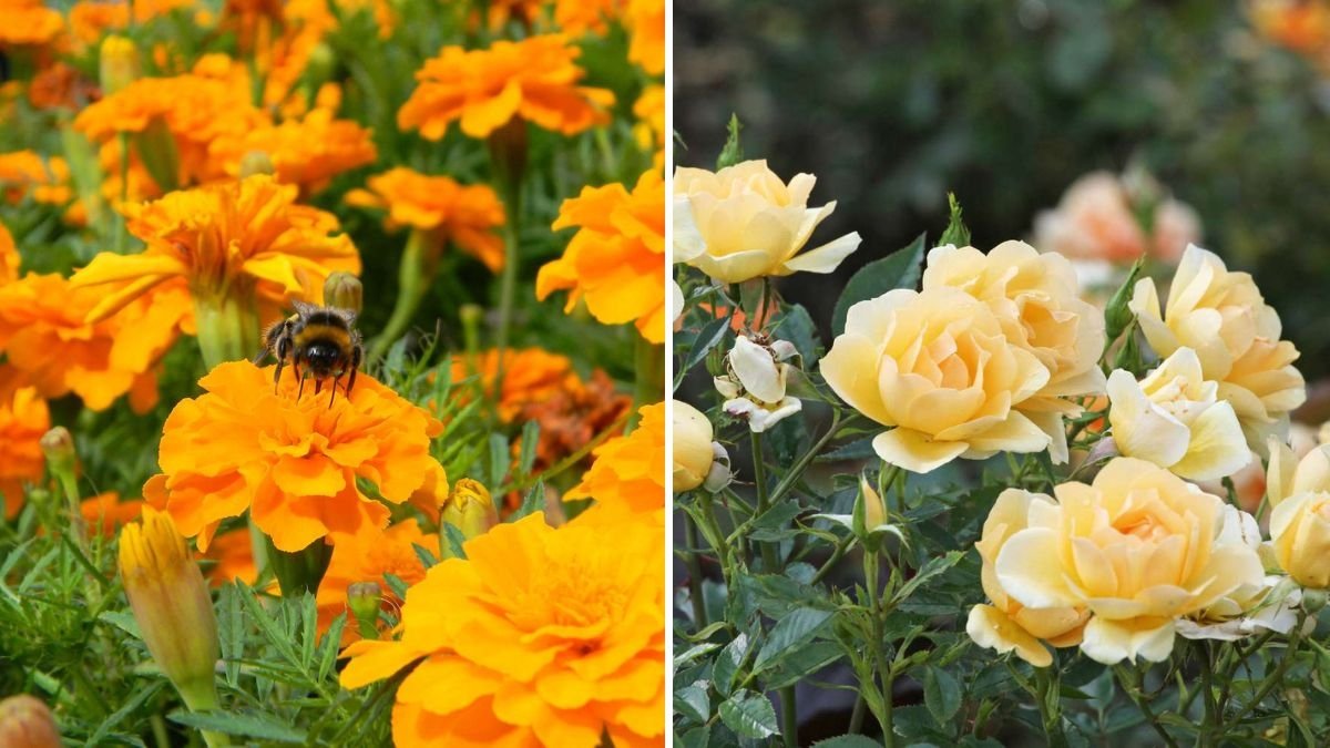 8 Plants That Keep Aphids Away From Your Roses