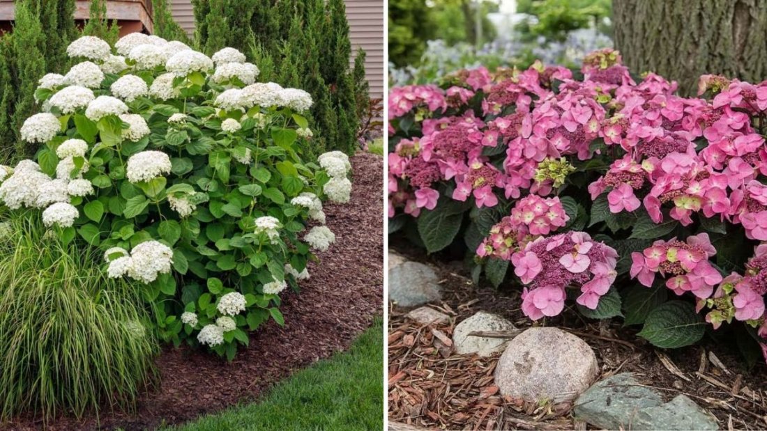 7 Shade Plants That Thrive Under Hydrangeas