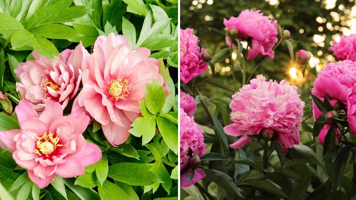 6 Plants That Look Gorgeous With Peonies