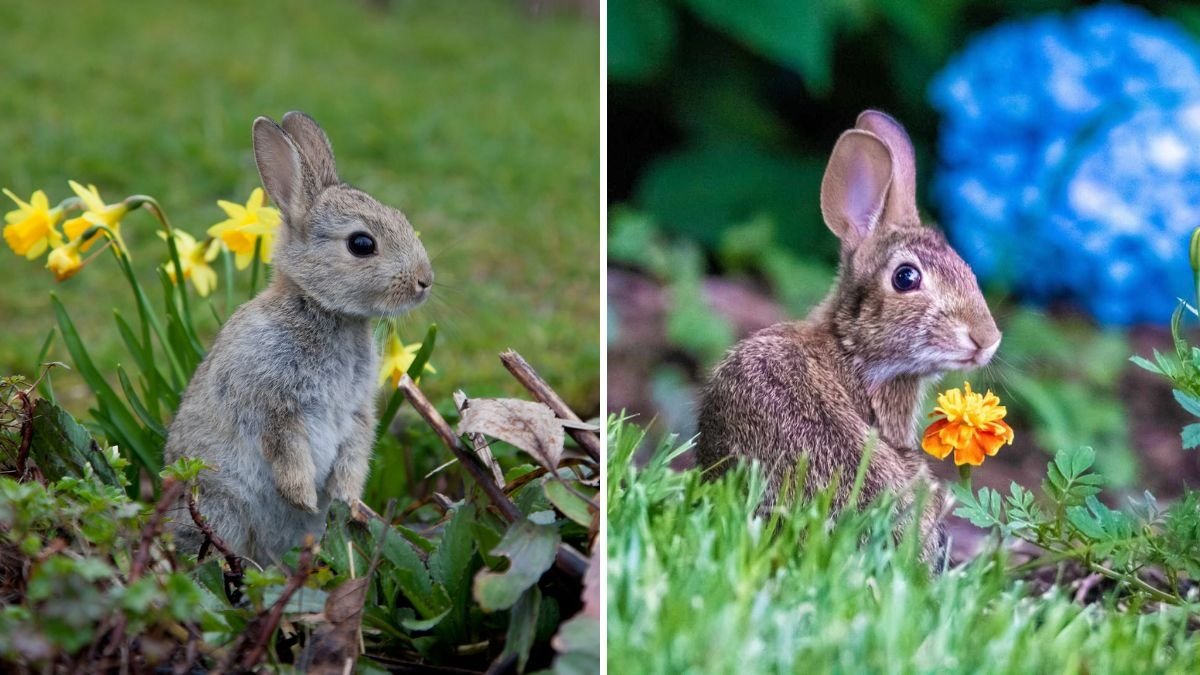 How to Keep Rabbits Out of Your Tulip Beds, According to Gardeners