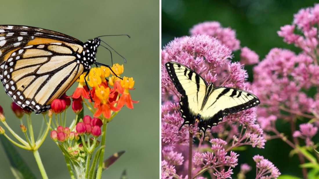 7 Flowers That Attract Butterflies All Summer Long