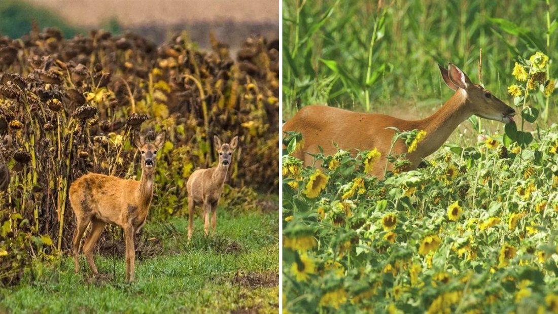 How to Stop Deer From Eating Your Sunflowers Naturally