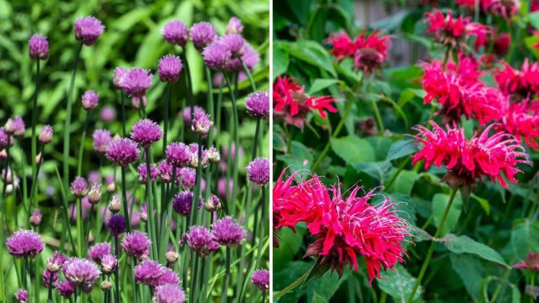 5 Flowers That Repel Mosquitoes for a Pest-Free Garden