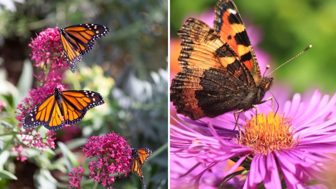 The Best Flowers for Attracting Pollinators in Fall
