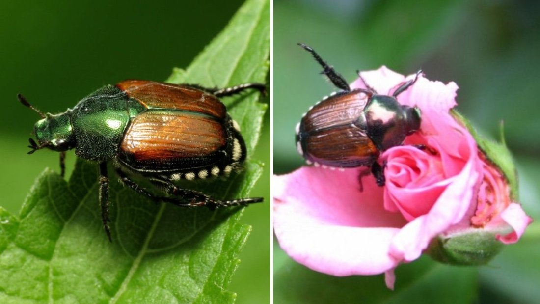 How to Protect Your Roses From Japanese Beetles Without Chemicals