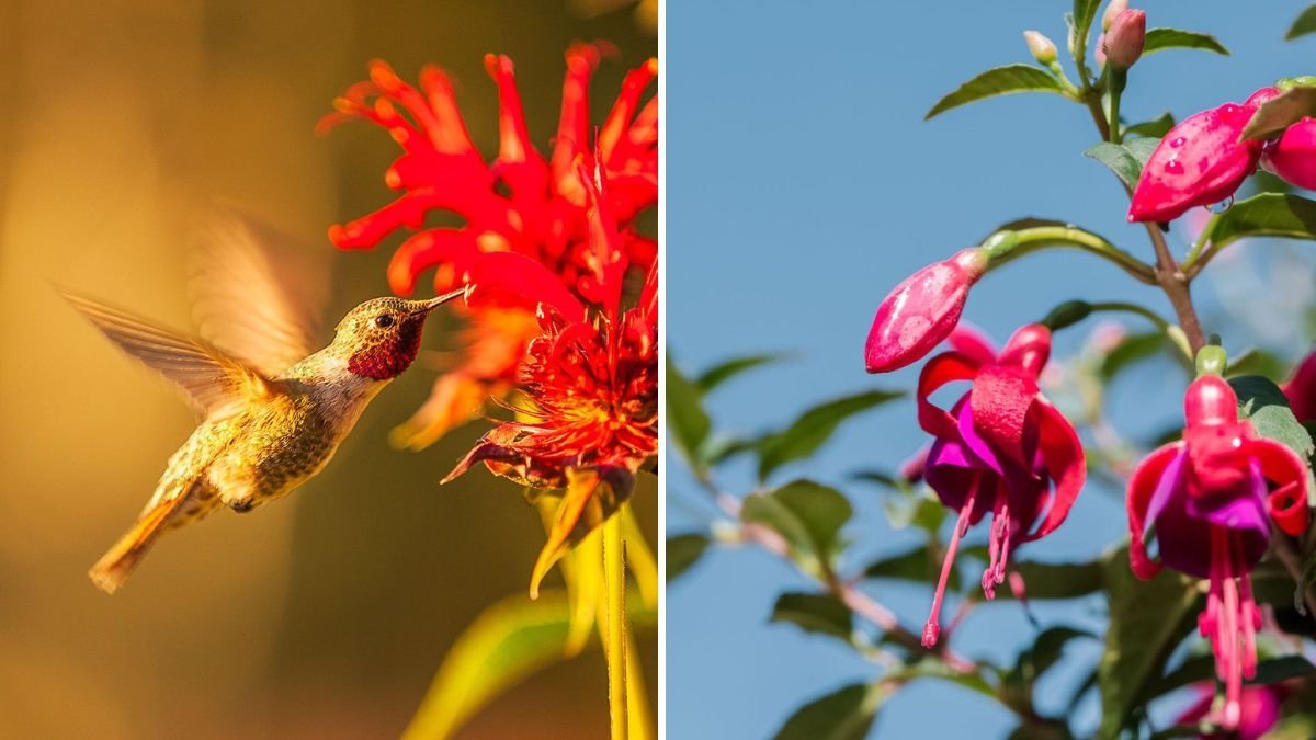 7 Plants That Attract Hummingbirds—and Keep Them Coming Back