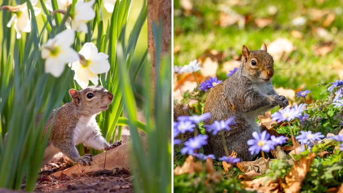 How to Prevent Squirrels From Digging Up Your Bulbs