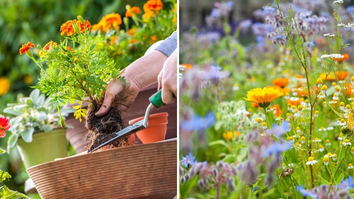 The Best Flowers to Plant for Natural Pest Control