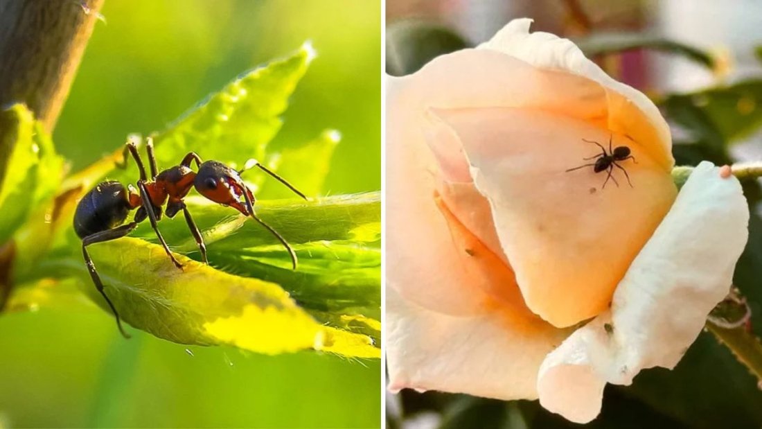 Do Ants Really Help Roses? Garden Experts Weigh In